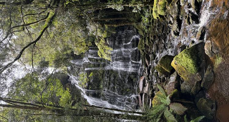 Cascada fluyendo a través de un bosque frondoso.