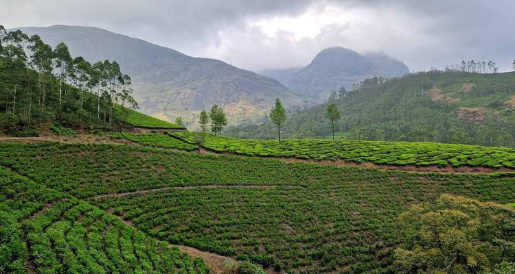 Exuberantes plantaciones de té verde y montañas bajo un cielo nublado.