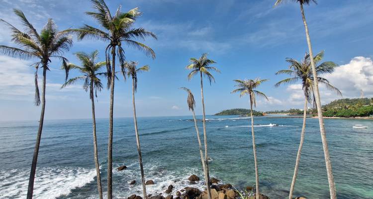 Palmiers surplombant un océan calme avec des vagues.