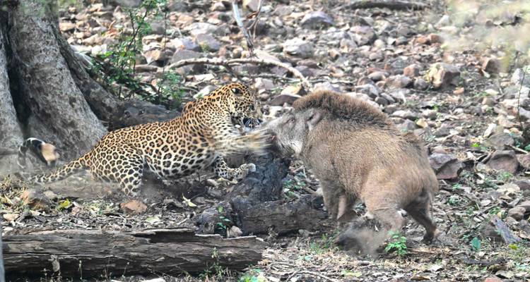 Leopardo enfrentándose a un jabalí en un entorno natural.