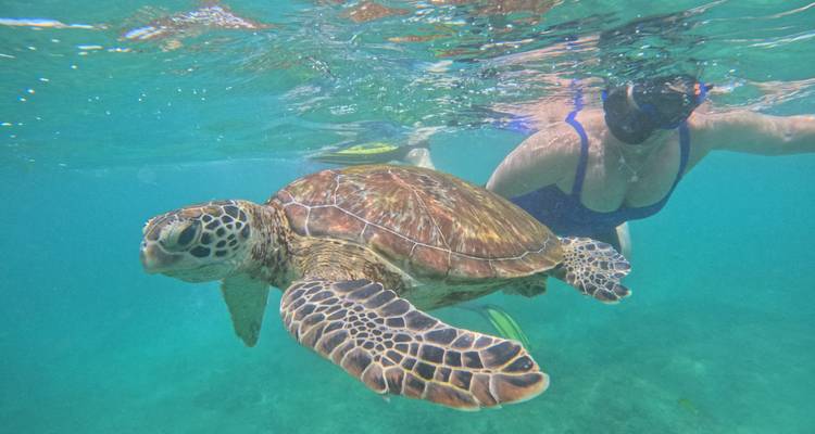 Persona haciendo snorkel con una tortuga marina en agua cristalina.