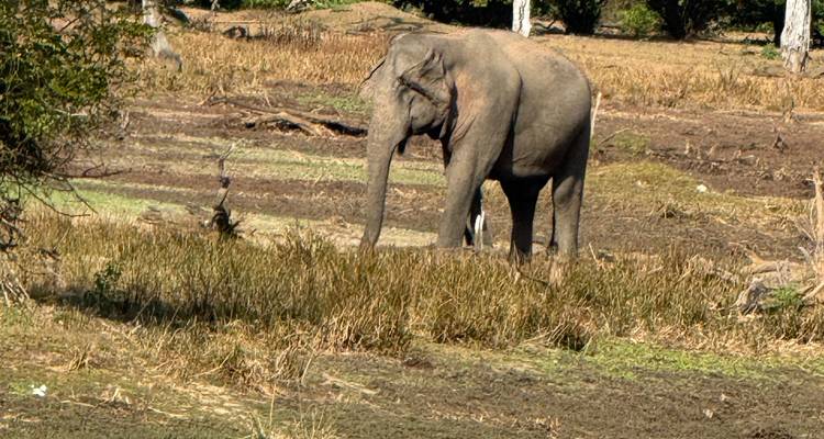 Elefante parado en un área seca y herbosa.