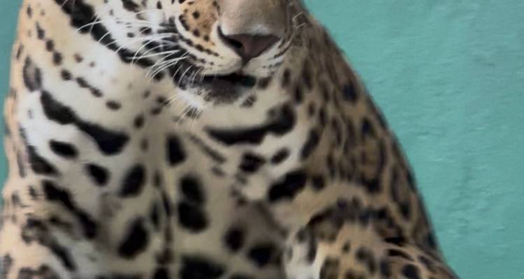 Primer plano de un jaguar con una pared colorida en el fondo.