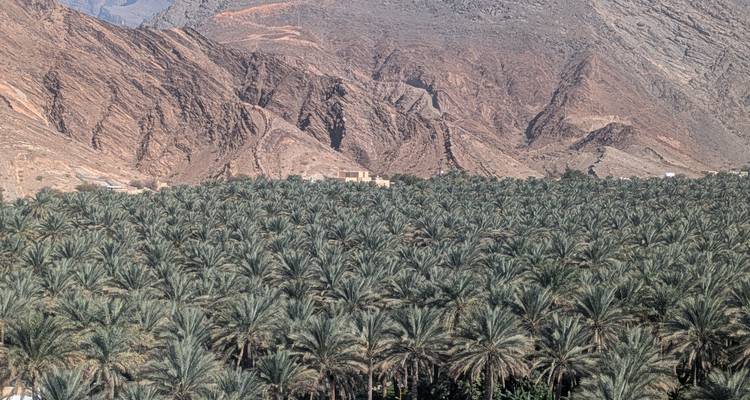 Vista de un frondoso palmeral con montañas rocosas al fondo.