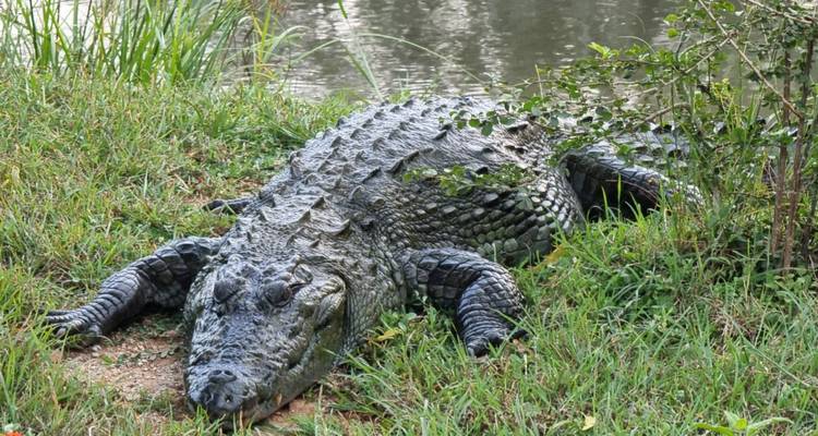 Crocodile se reposant sur l'herbe près d'un plan d'eau.