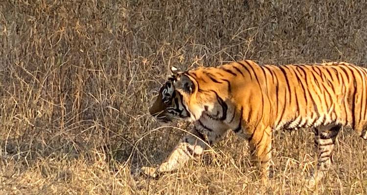 Een tijger die door droog grasland loopt met zijn kenmerkende zwarte en oranje strepen.
