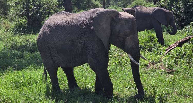 Des éléphants marchant dans une zone verdoyante luxuriante.