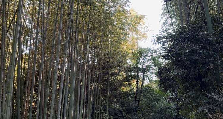 Ein ruhiger Bambuswald mit hohen Bambusbäumen.