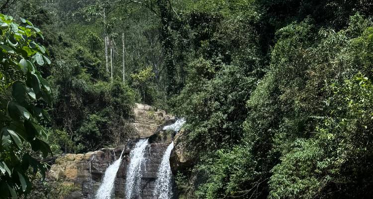 Une cascade entourée d'une végétation forestière dense.