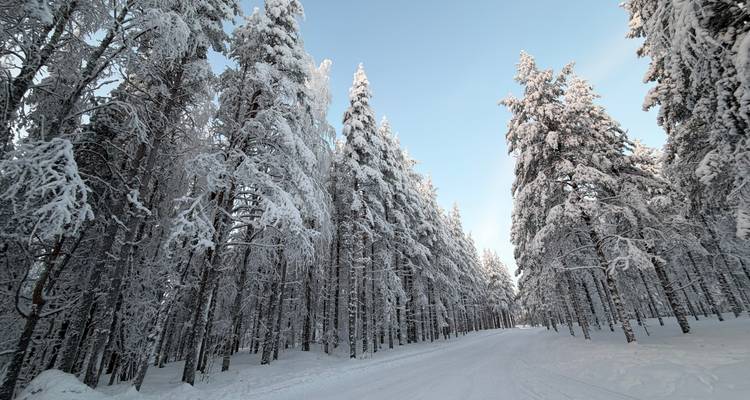 Met sneeuw bedekt bospad omzoomd door hoge bomen, wat een winterwonderland creëert.