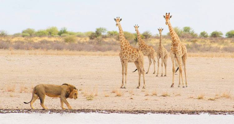 Zwei Männer fotografieren Wildtiere an einem See mit Kamera und Fernglas.