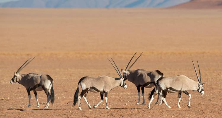 Quatre oryx élégants aux cornes longues et droites marchant à travers une vaste plaine désertique rouge.
