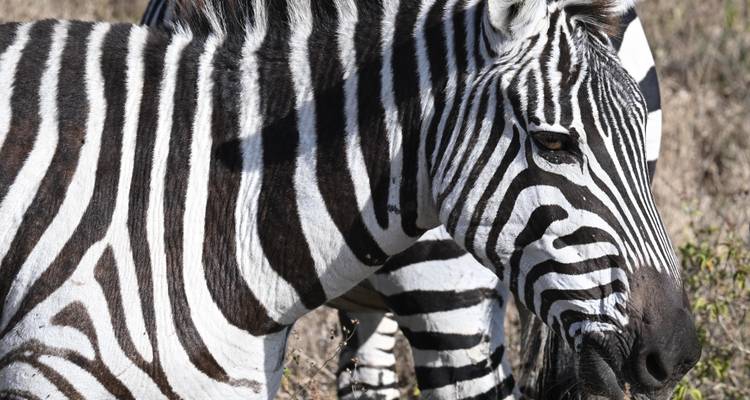 Gros plan d'un zèbre avec d'autres en arrière-plan.