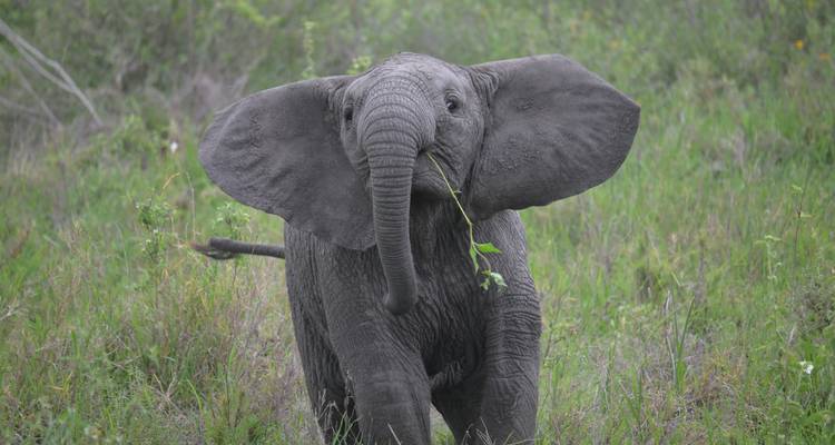 Bébé éléphant avec de grandes oreilles marchant dans l'herbe.
