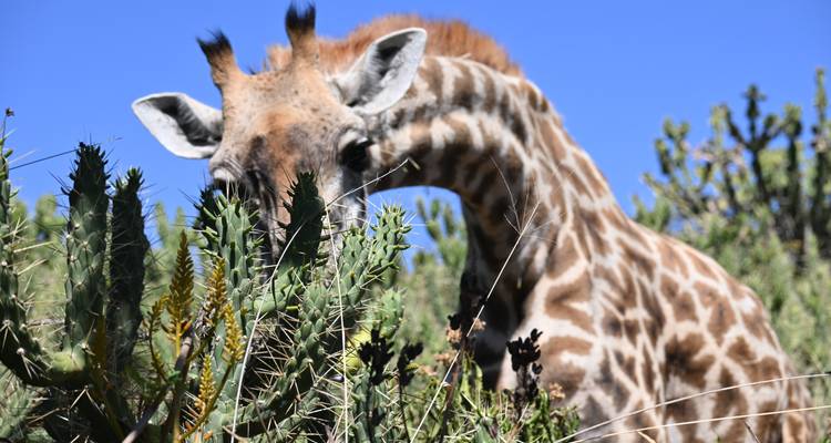 Gros plan d'une girafe mangeant des feuilles d'un buisson.