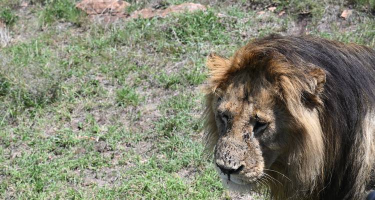 Gros plan d'un lion avec un arrière-plan herbeux.