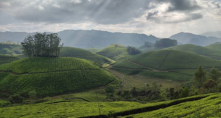Exuberantes plantaciones de té ondulantes de Munnar bañadas en dramática luz solar que se filtra entre las nubes.