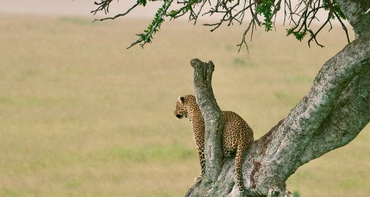 Leopardo posado graciosamente en una rama de acacia mirando hacia la distancia.