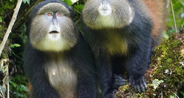 Paire de singes dorés menacés perchés sur une branche moussue dans une forêt luxuriante.