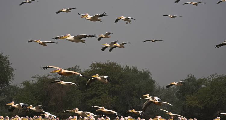 Gran bandada de pelícanos se eleva contra un cielo gris sobre las copas de los árboles y un grupo de aves en el suelo.