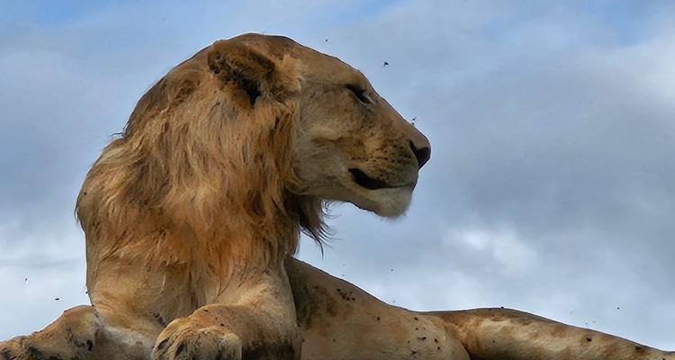 Majestueuze mannelijke leeuw rustend op een rotsrichel tegen een bewolkte hemelachtergrond