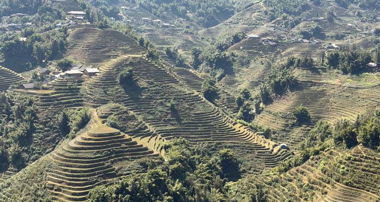 Vue panoramique de rizières en terrasses verdoyantes dévalant les pentes montagneuses