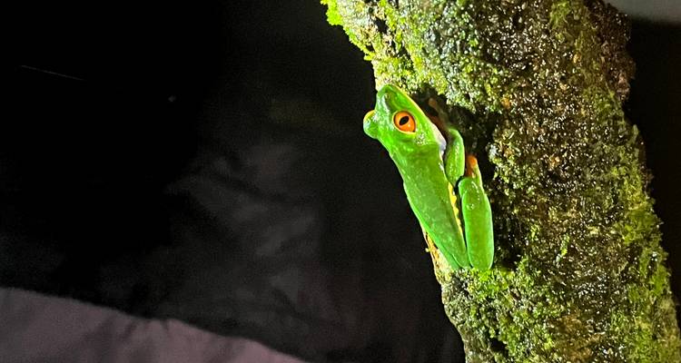 Primer plano de una rana arborícola de ojos rojos posada en una rama musgosa contra un fondo oscuro de selva tropical.