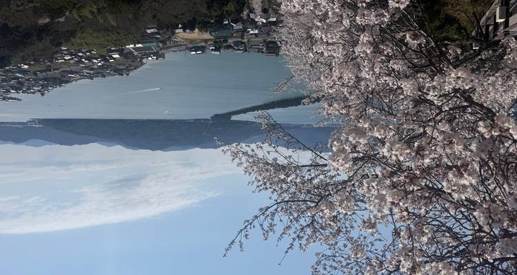 Des fleurs de cerisier blanches encadrent une vue panoramique d'un banc de sable étroit s'étendant à travers une baie bleue sereine avec des montagnes au-delà sous un ciel dégagé.