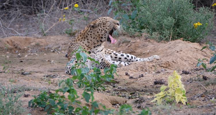 Léopard bâillant en se reposant sur un sol sablonneux entouré de buissons clairsemés et de fleurs sauvages.