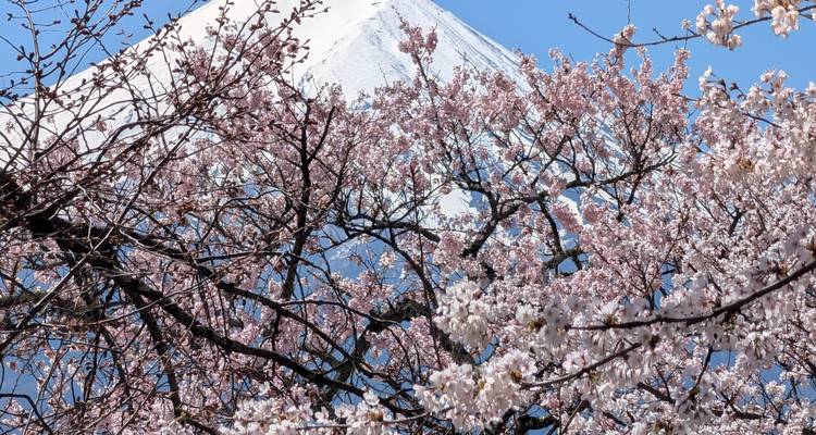 El Monte Fuji cubierto de nieve elevándose detrás de ramas de cerezo rosa en flor bajo un cielo azul despejado