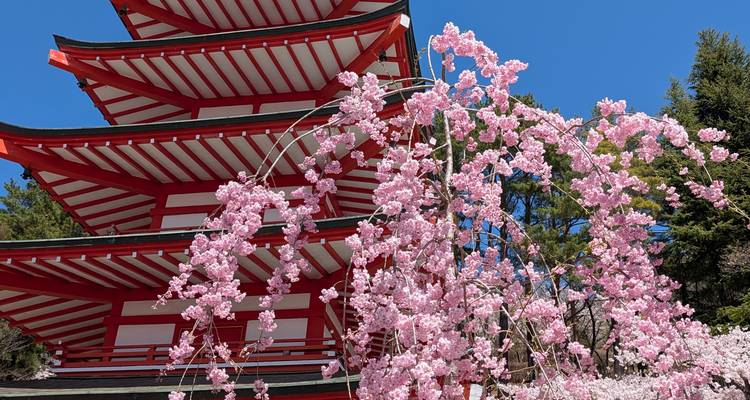Pagoda escalonada roja y blanca enmarcada por cerezos en flor colgantes contra un cielo azul profundo