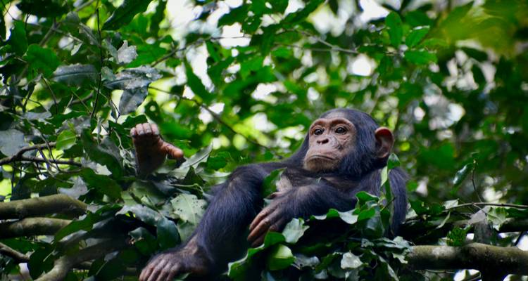 Jeune chimpanzé se détend sur des branches feuillues dans la canopée dense de la forêt verte.
