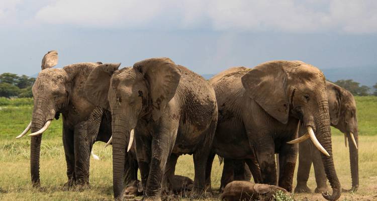 Groupe d'éléphants d'Afrique debout serrés les uns contre les autres dans la savane herbeuse.