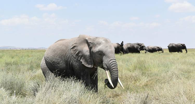 Éléphant proche menant un petit troupeau à travers une prairie ouverte sous un ciel lumineux