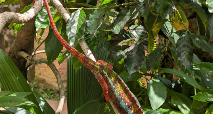 Kleurrijke kameleon klemt zich vast aan een bladrijke tak in helder daglicht.