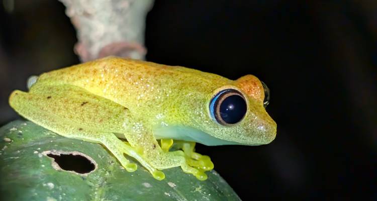 Macrofoto van een heldergeel-groene boomkikker die 's nachts op een blad zit.