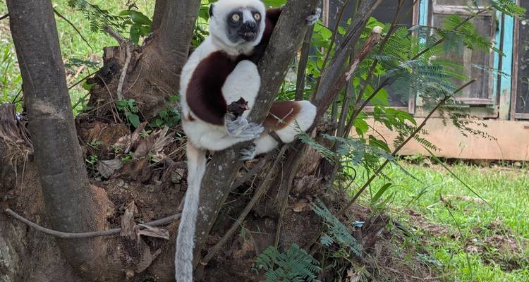 Lemur klamt zich vast aan een boomstam, starend met grote ogen binnen weelderige groene omgeving.