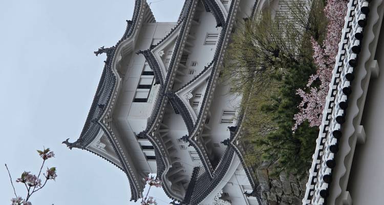 Elegante witte verdiepingen van kasteel Himeji kijken uit boven een stenen muur omlijst door lente kersenbloesems.