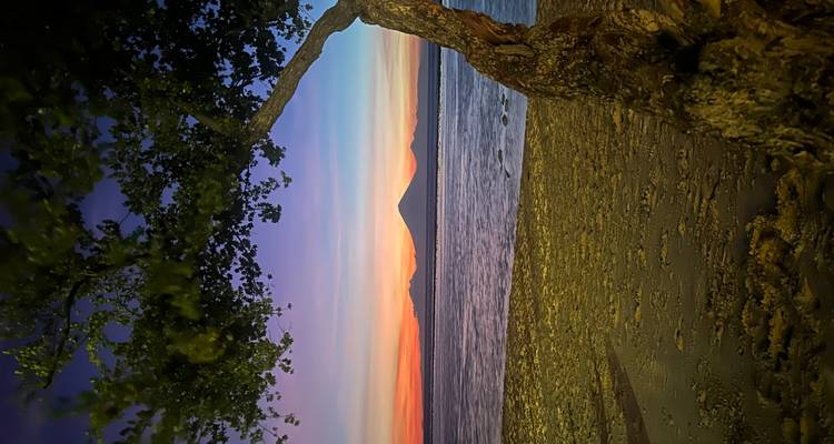 Silhouetted volcano peaks across the sea at vibrant sunset colors, framed by a leaning tree on a sandy beach.