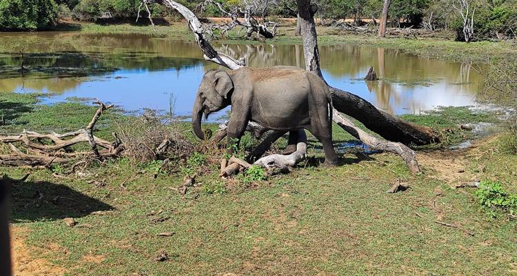 Elefante salvaje caminando junto a un abrevadero y un árbol caído en el exuberante paisaje del parque nacional.