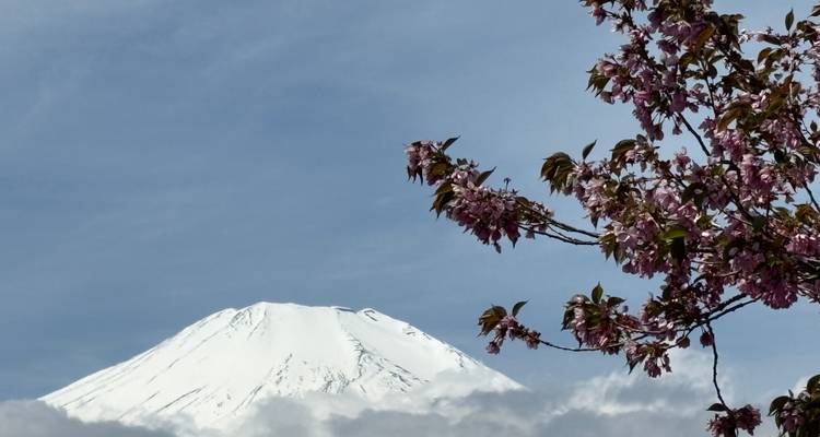 Schneebedeckter Mount Fuji, eingerahmt von blühenden rosa Kirschblüten vor einem klaren Himmel.