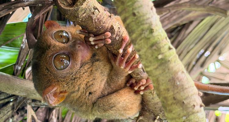 Primer plano de un tarsero de Filipinas con los ojos bien abiertos agarrado a una rama de árbol