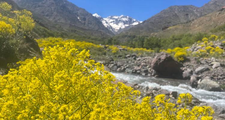 Bright yellow wildflowers frame a rushing mountain stream with snow-capped peaks in the distance.