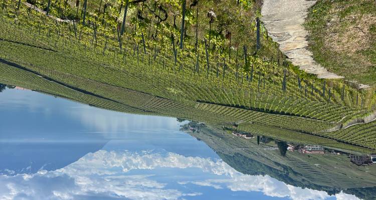 Les vignobles en terrasses de Lavaux s'étagent vers les eaux bleu calme du lac Léman avec des sommets enneigés au loin.