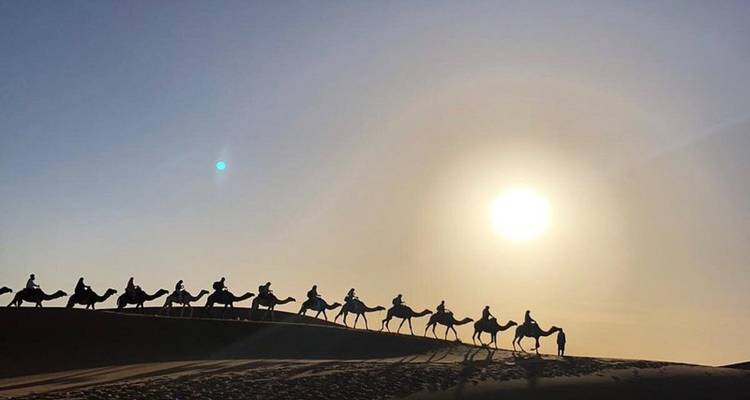 Longue silhouette de cameliers traversant une dune sous un soleil éclatant