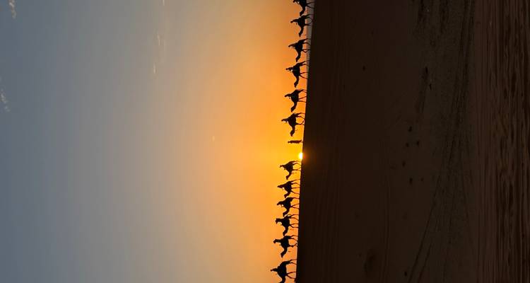 Larga fila de siluetas de camellos contra una puesta de sol naranja vibrante en una cresta del desierto.