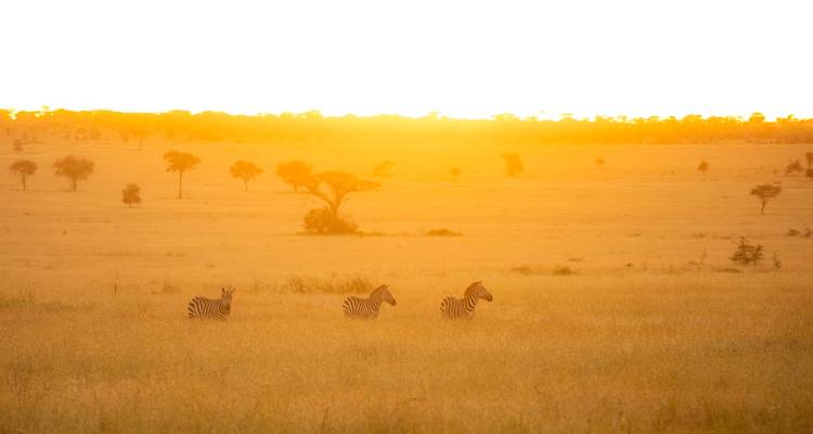 Three zebras graze on golden grass at sunrise across vast savanna plains