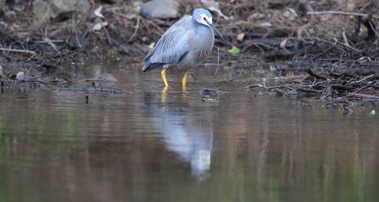 Nahaufnahme eines grauen Reihers, der in flachem Wasser steht, mit einer scharfen Spiegelung und unscharfem Waldhintergrund.