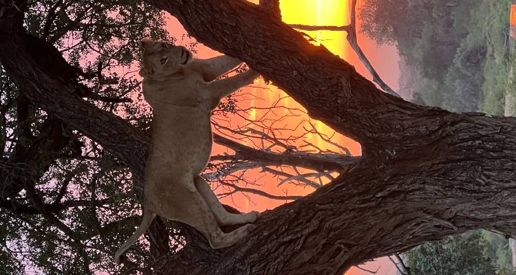 Una leona posada en la rama bifurcada de un árbol grande con una puesta de sol ardiente brillando de fondo