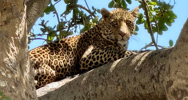 Un léopard repose avec vigilance sur une branche d'arbre épaisse, son pelage tacheté brillant sous le soleil africain contre un ciel bleu.